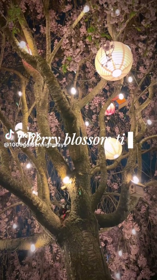 Cherry blossom tea lights — lifestyle reel